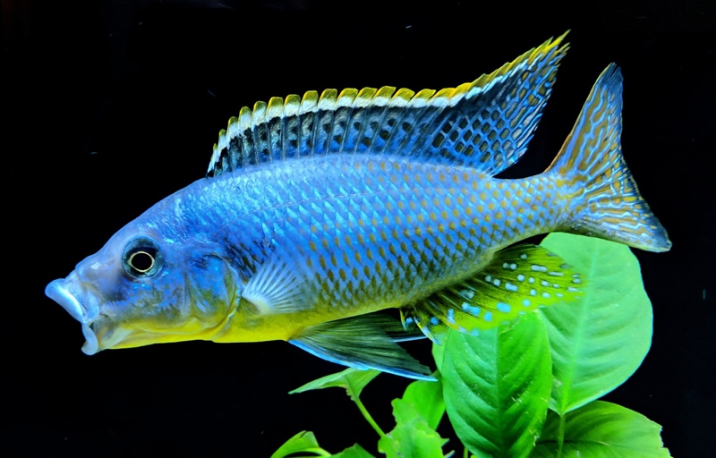 Protomelas sp. 'hertae'